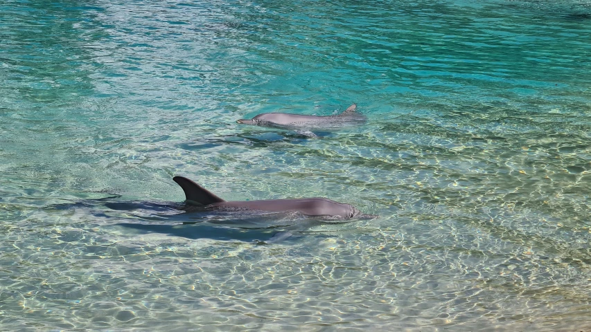 a couple of dolphins swimming in a shallow ocean