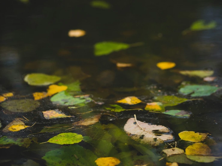 the leaves are floating on the water with the green plants around