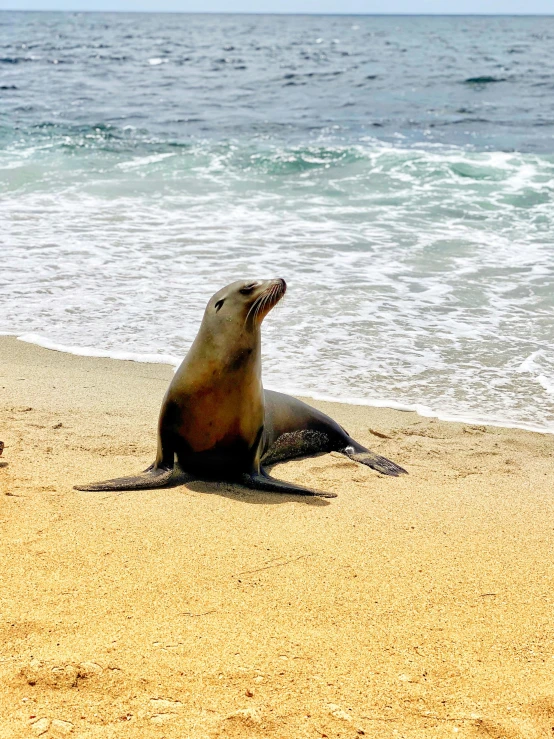 there is a sea lion that is laying down on the beach