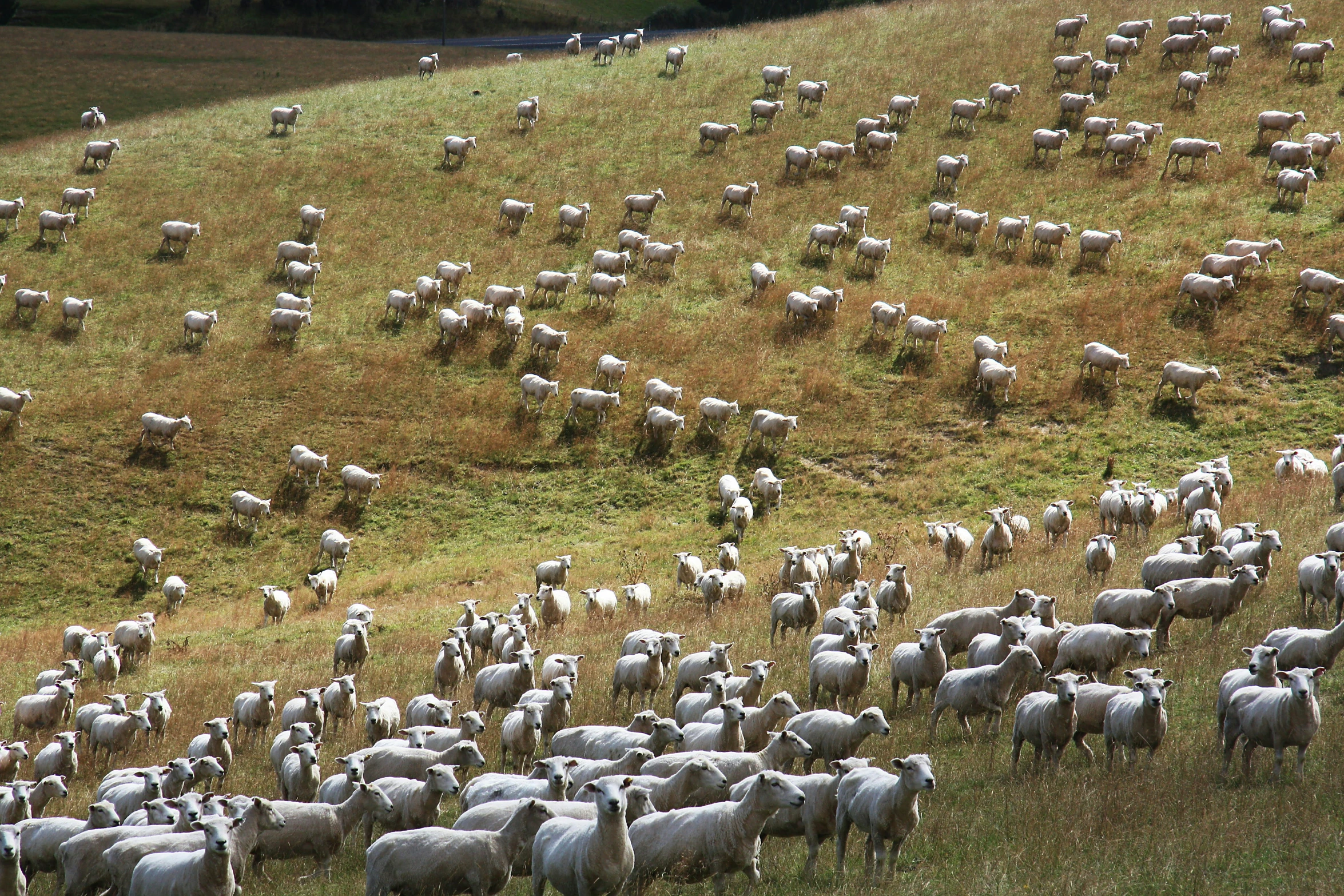 a herd of sheep walking down a hillside with brown grass