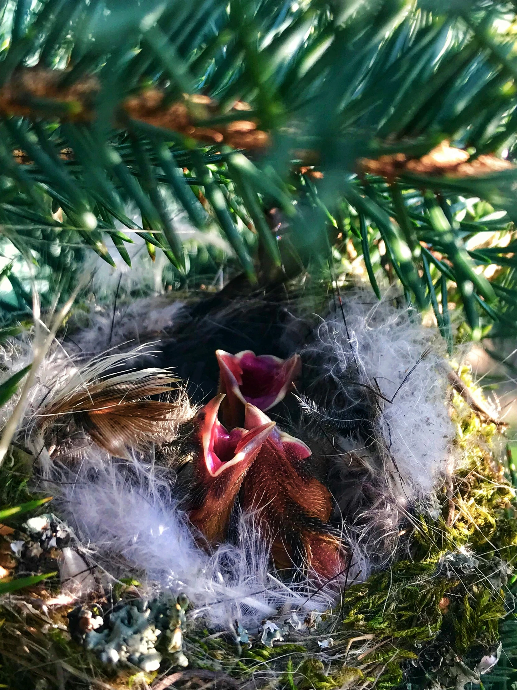 a bird nest sitting on top of a tree nch