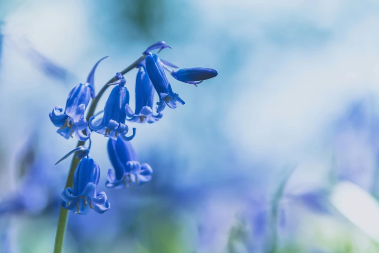 blue wildflowers that are very blooming against a background