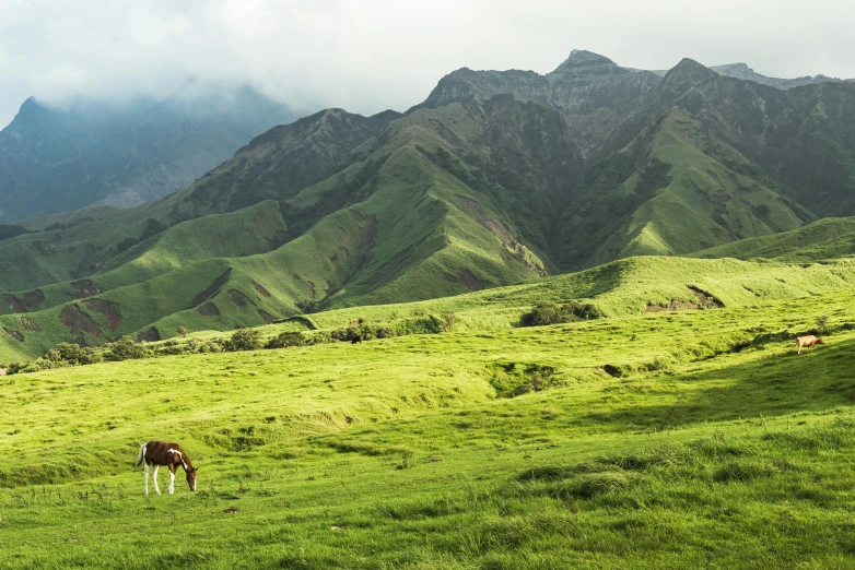 an animal that is grazing in a green field