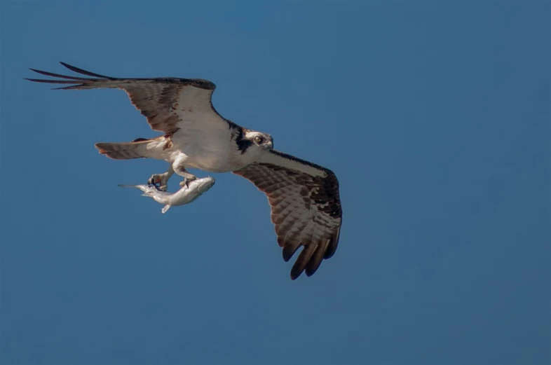 two large birds in the sky with wings spread