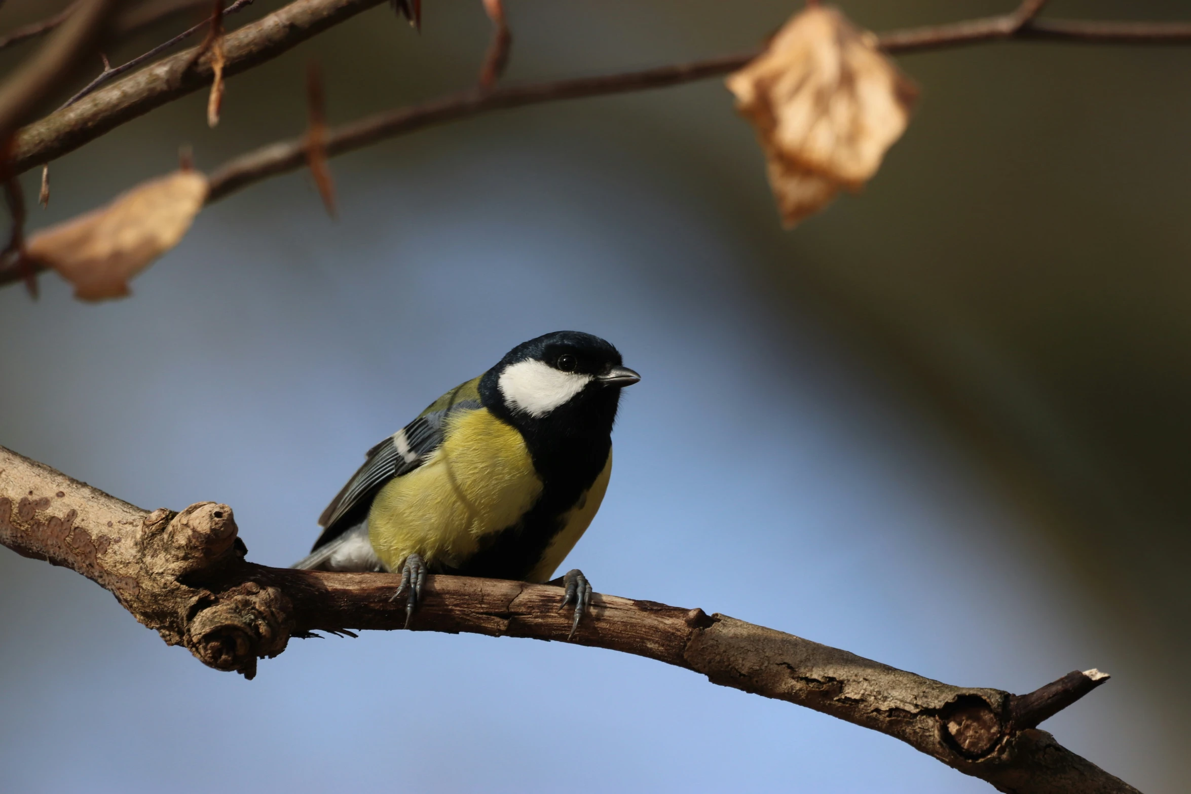 a yellow and black bird is perched on a nch