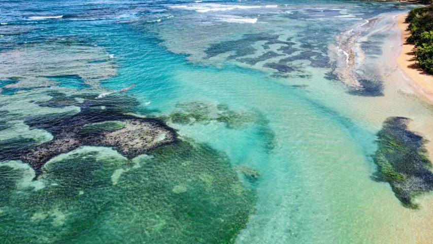 the beach is full of green algae and trees