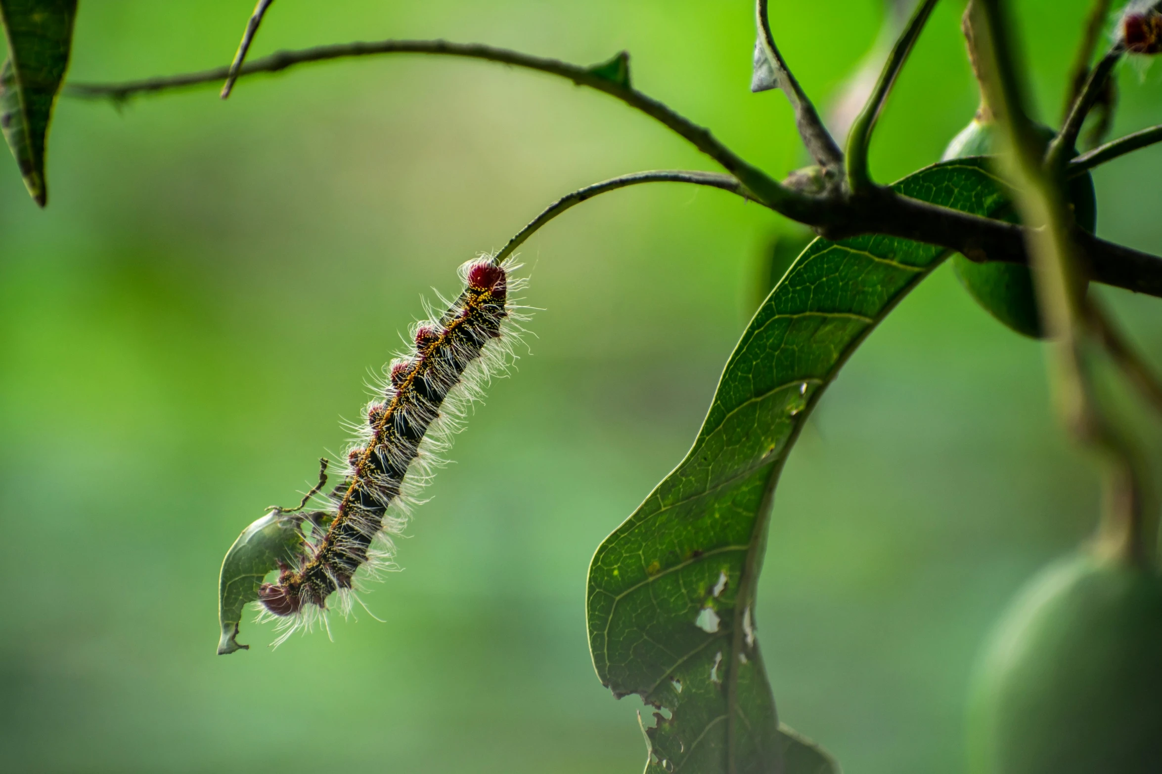 a picture of a worm insect on some leaves