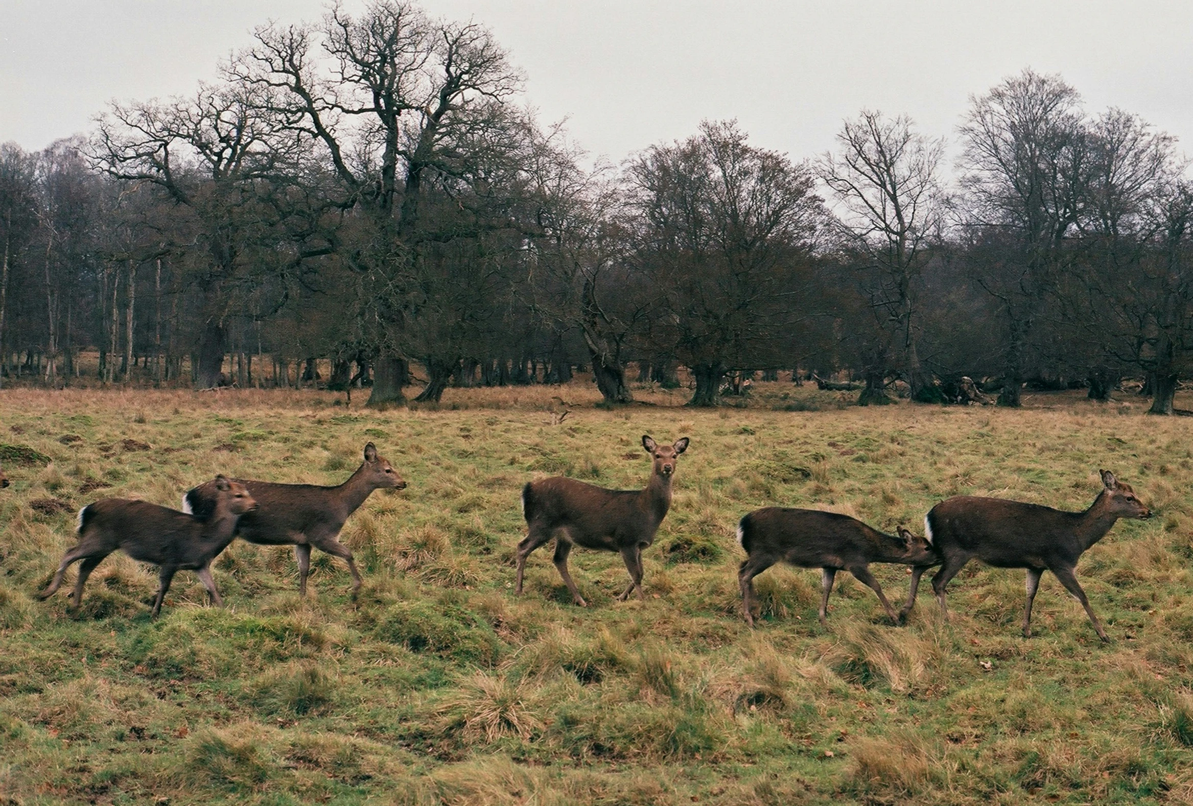 a family of deer walking in a grassy area