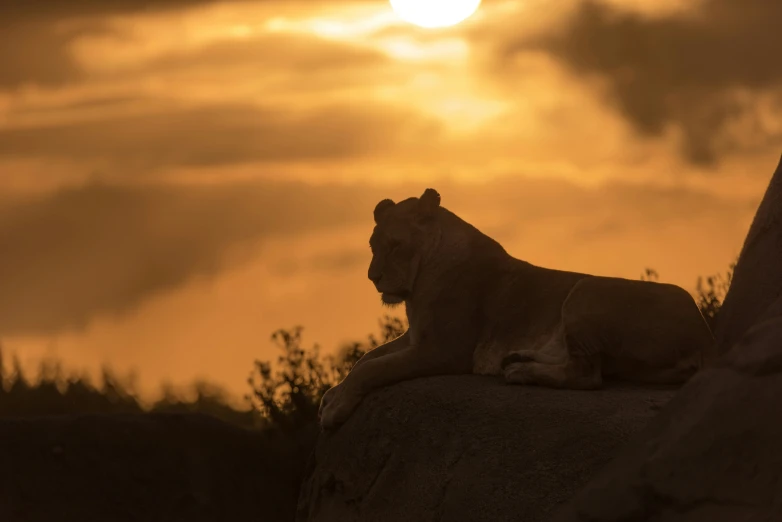 a lion is sitting on a rock, as the sun sets