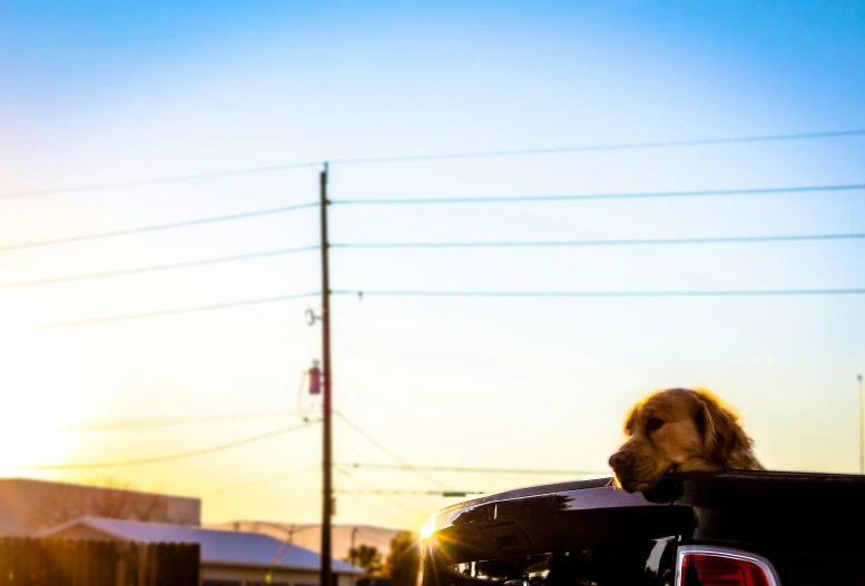 a dog is sitting in the back of a truck