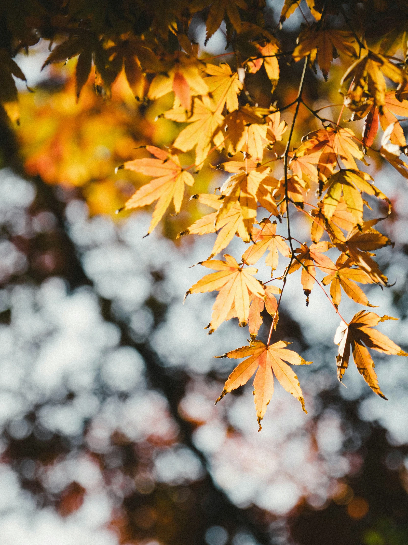 fall colors, falling from a tree in the sunlight