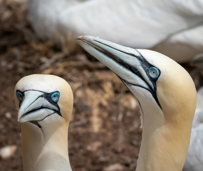 two white birds with blue eyes next to each other