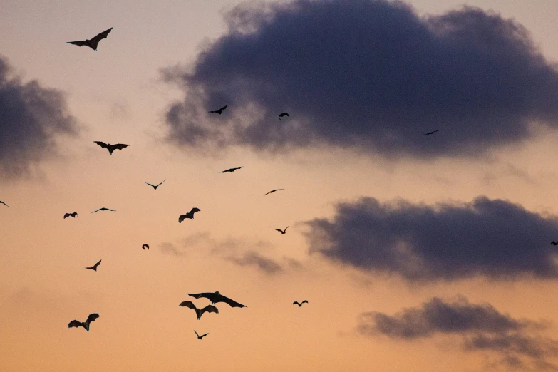 many birds are flying in the sky as the sun sets