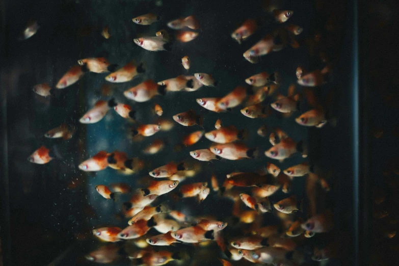 a large group of fishes swimming under a lamp