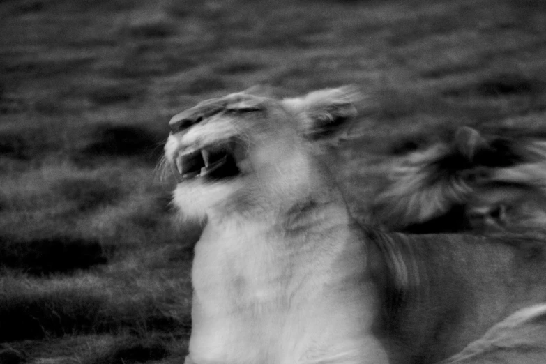 two large dogs fighting in black and white