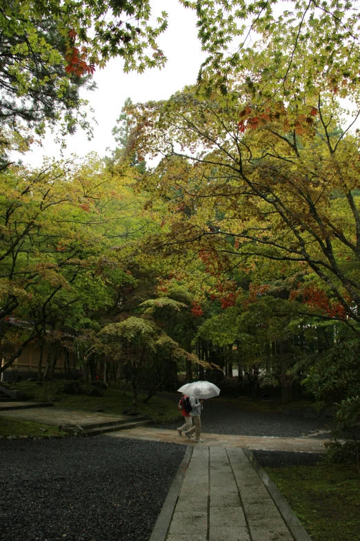 people under a tree with their umbrellas