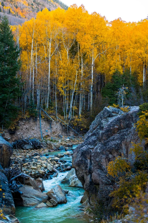 a river running through a lush green forest covered in autumn foliage