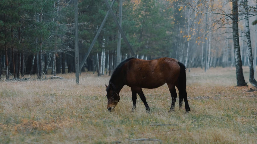 a horse eating grass on the ground in a forest