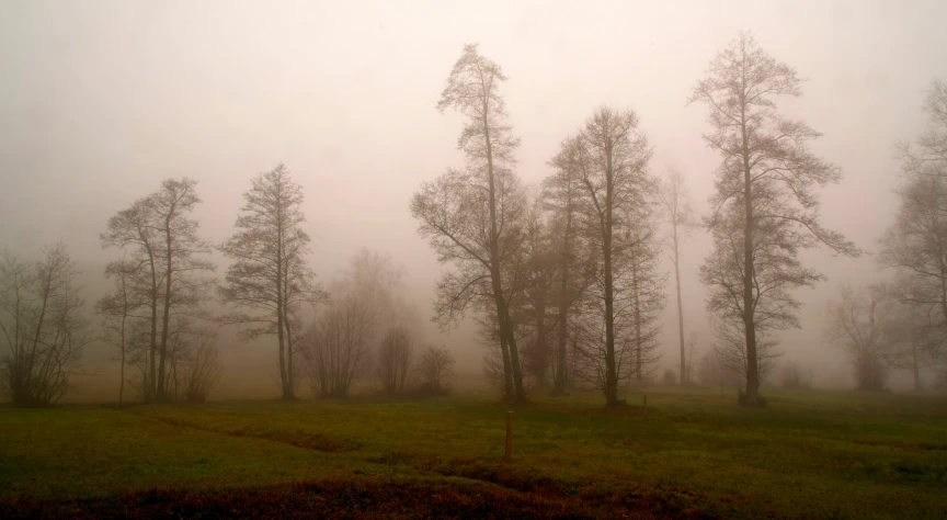 fog and foggy sky on a field near trees