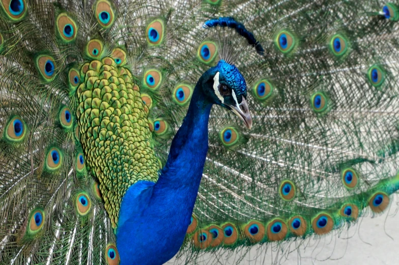 the beautiful peacock is displaying its feathers for visitors