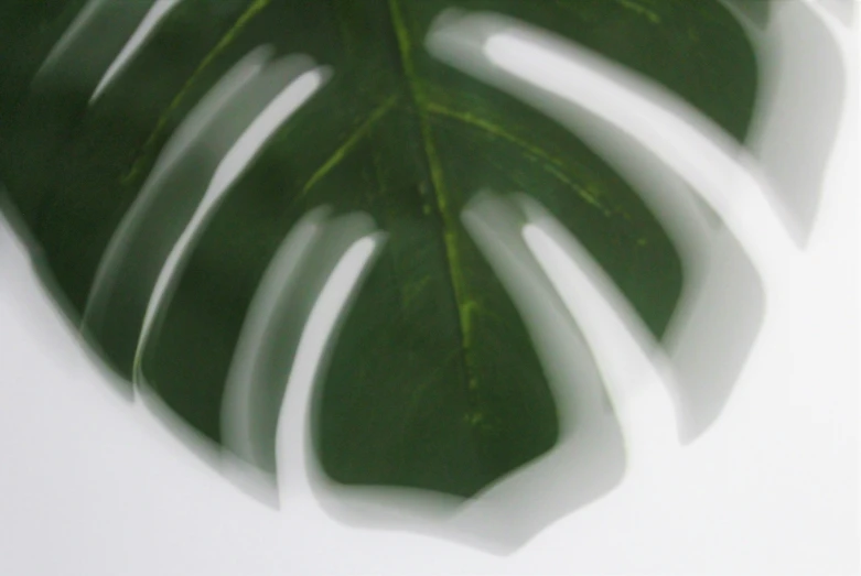 a closeup po of a palm leaf