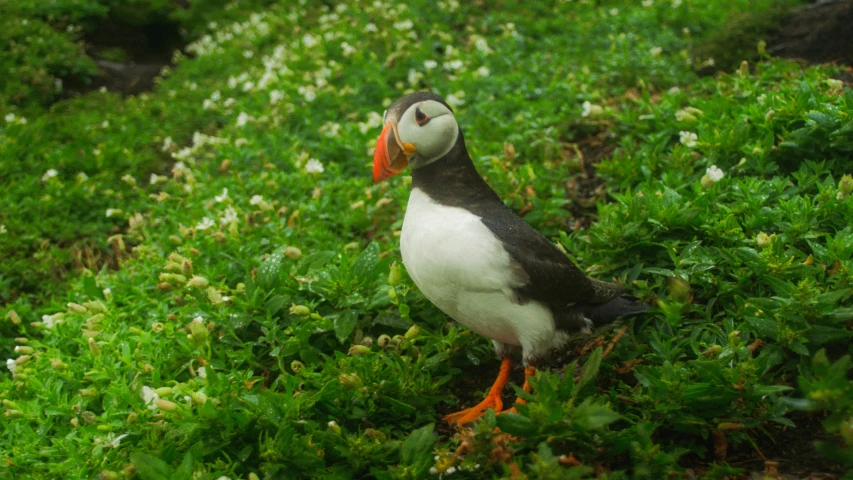 a small black and white bird standing in some plants