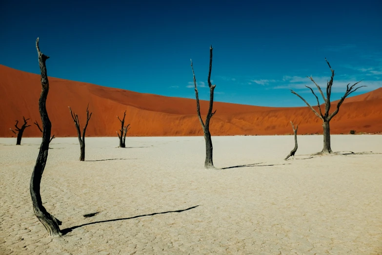 dead trees stand in the desert and are dying