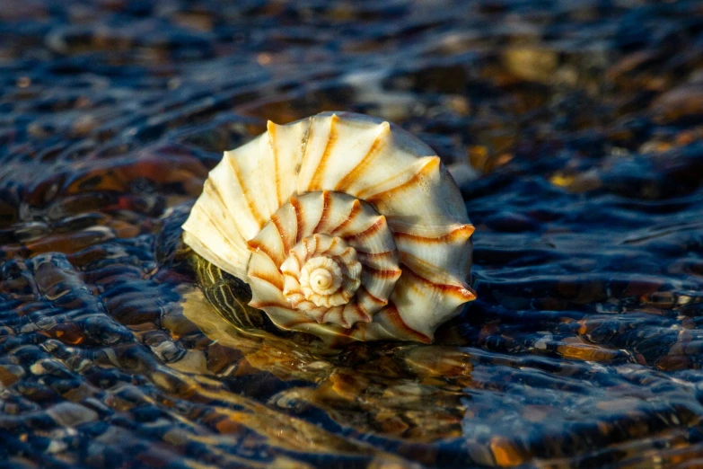 this shells are in shallow water with blue waves