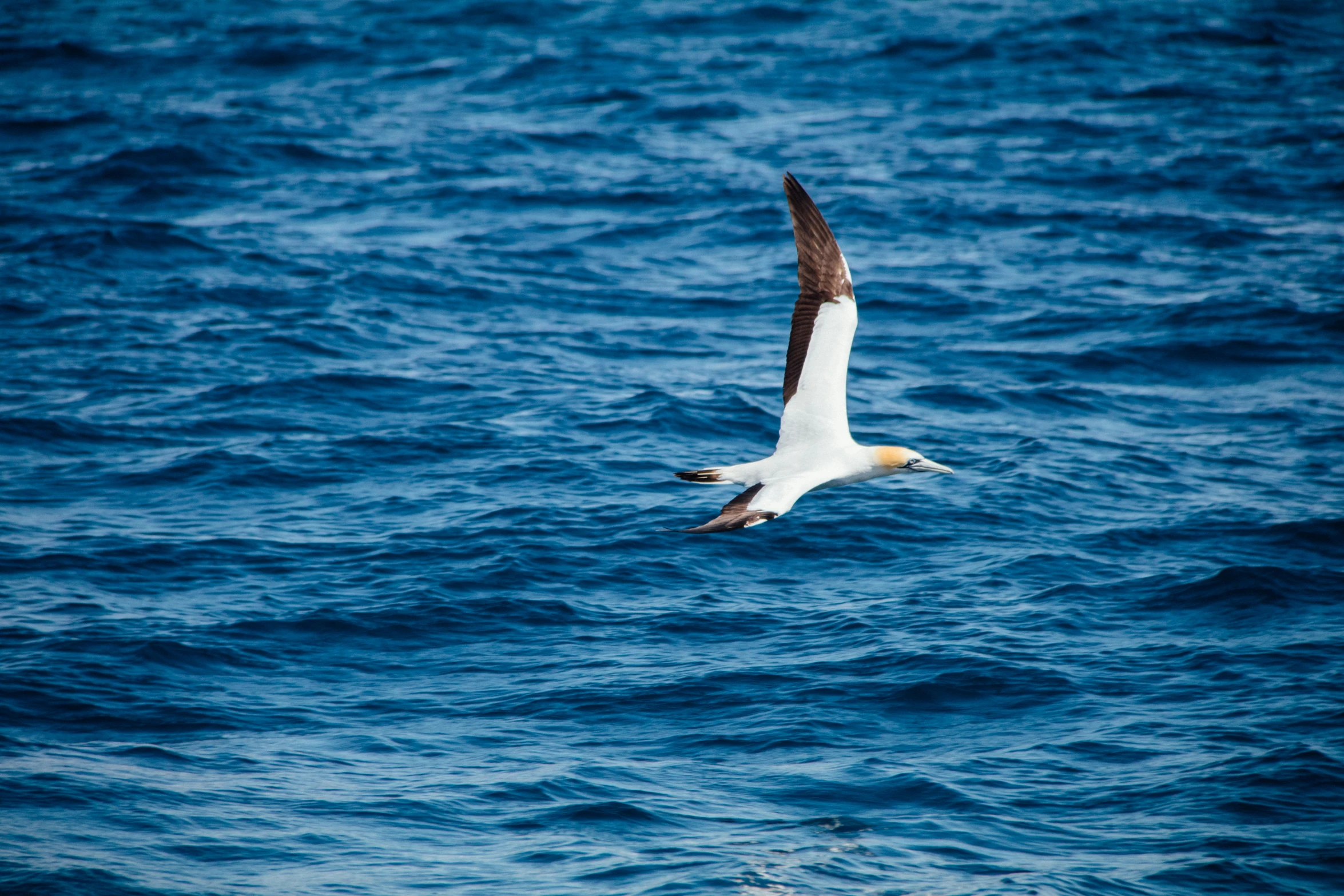 a bird flying over some calm blue water