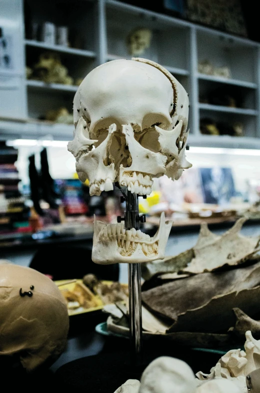 a skull on a pole and various skulls on a table