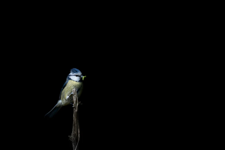 a blue and yellow bird is perched on a nch