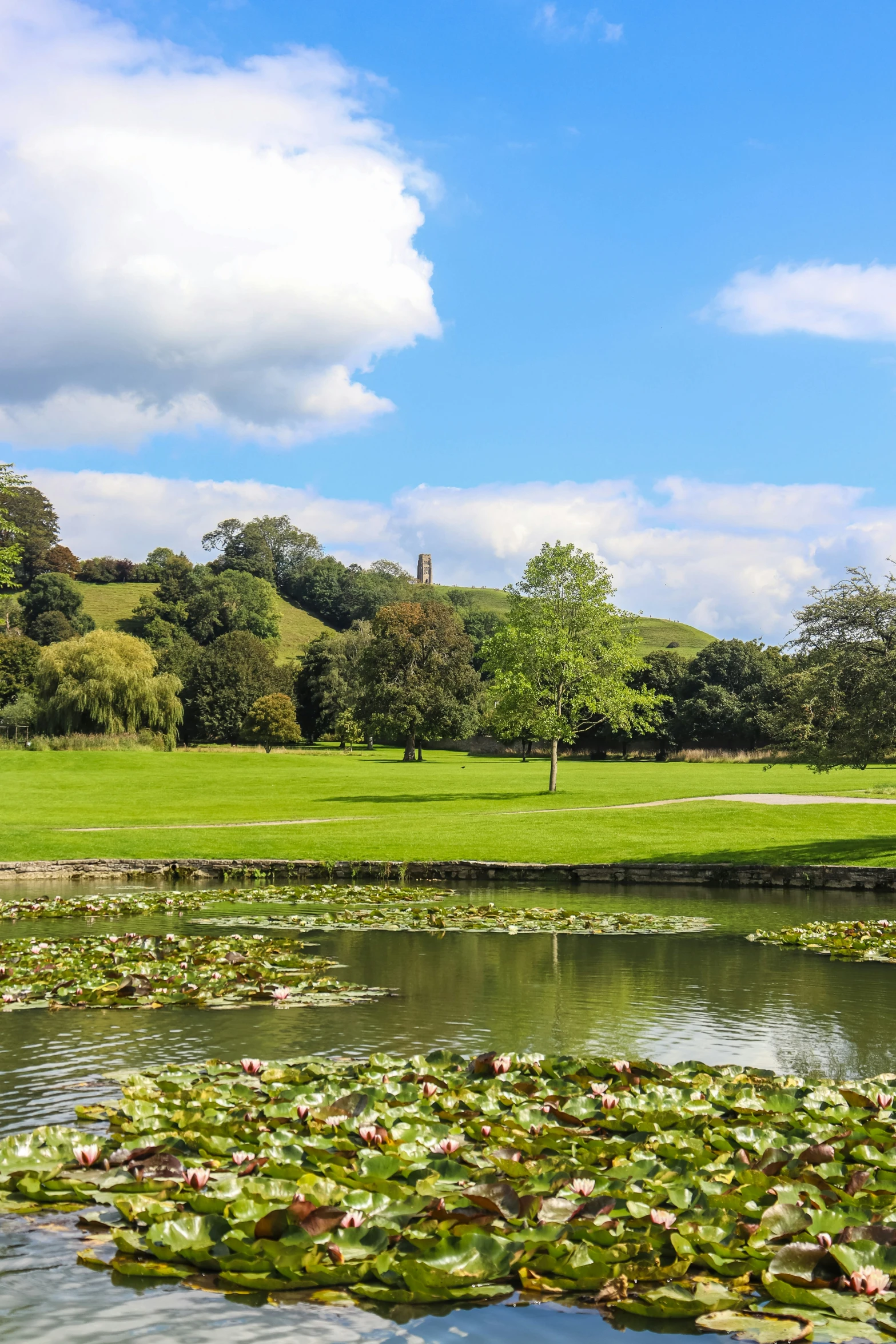 an empty pond in a park with water lilies on the water