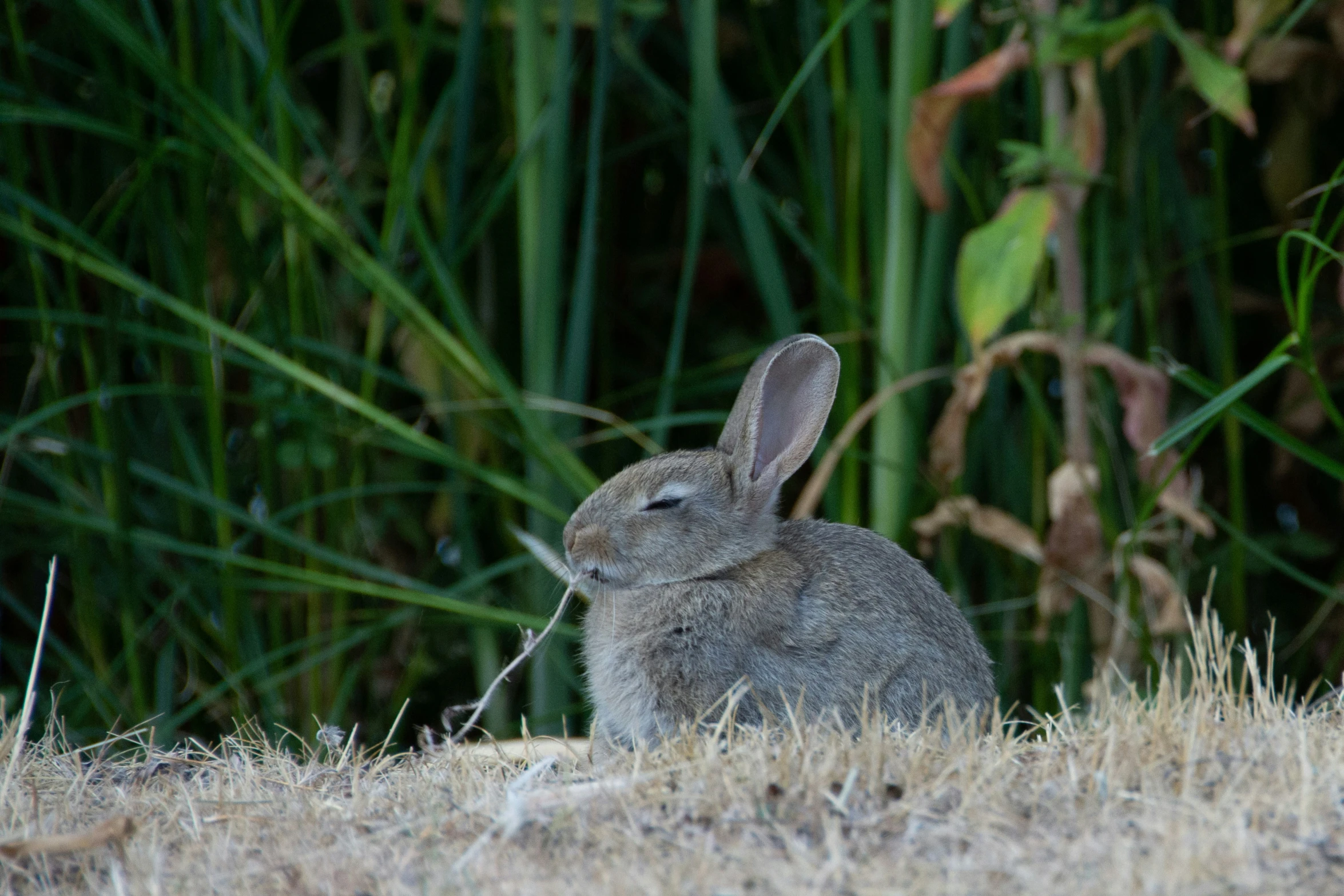 the small rabbit sits on the ground