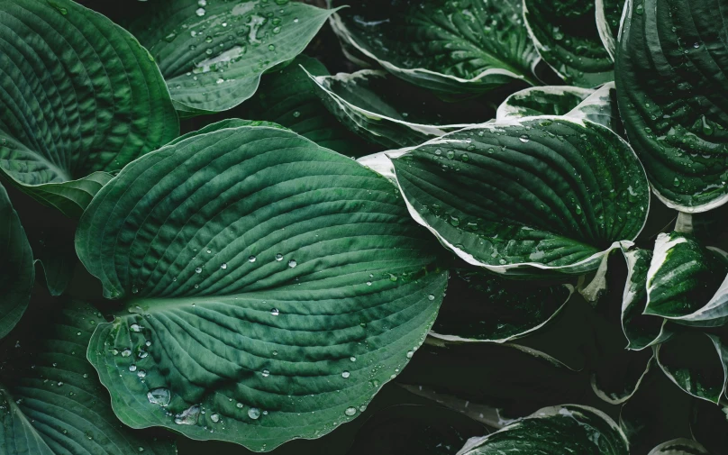 green leaves with dew drops on them in the forest