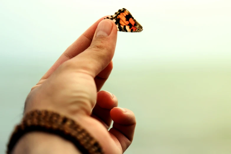 a hand holding a erfly flying in the air