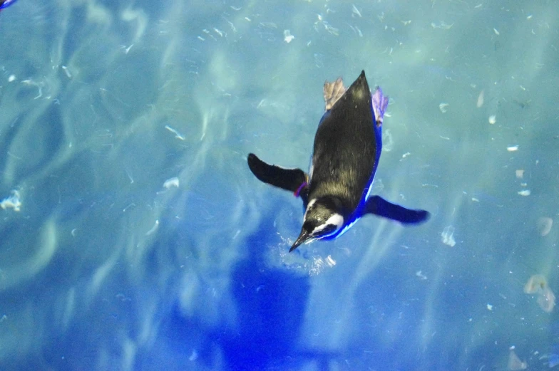 a black and white cat swimming next to another animal