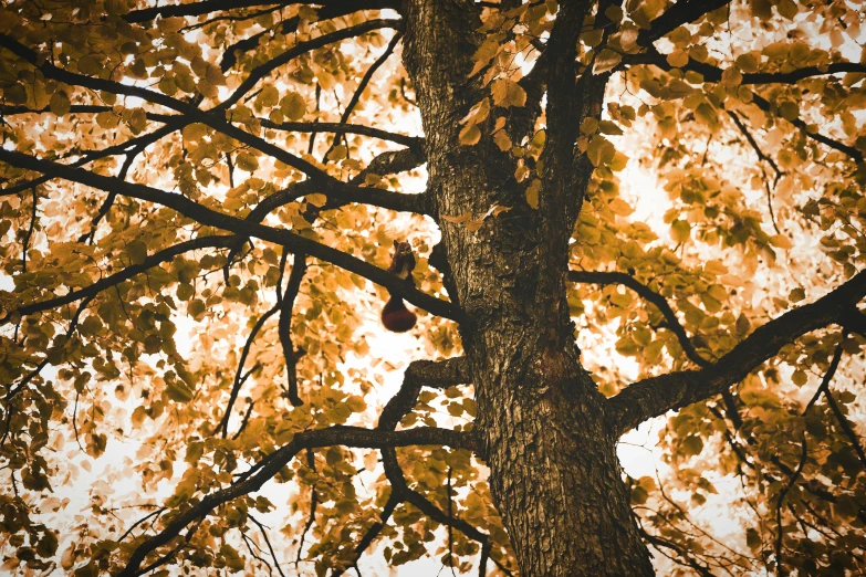 an oak tree in autumn with yellow leaves