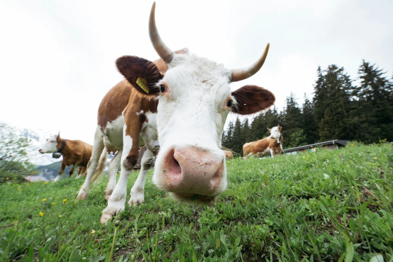 cows in a field with trees behind them