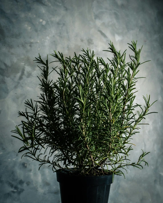 a potted plant with green leaves on a table