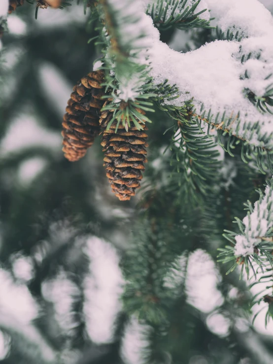 pine cones hang from a pine tree nch