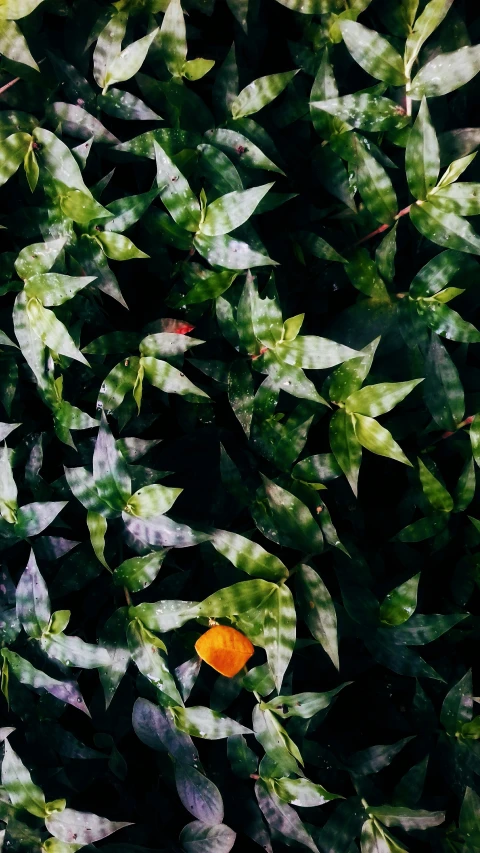 an orange is pictured on the leaves of this tree