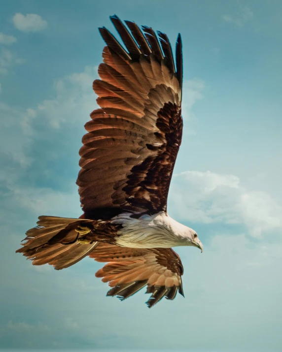 an eagle soaring through the blue sky above water