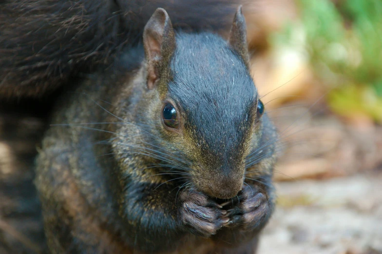 a close up of a squirrel with it's nose poking out