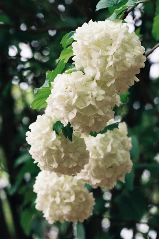 some white flowers are growing on a tree