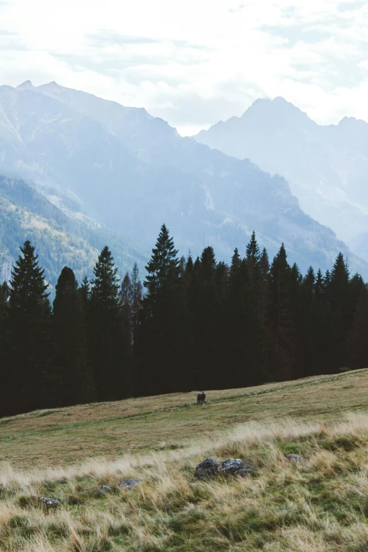 a lone moose walking down a hill next to a forest