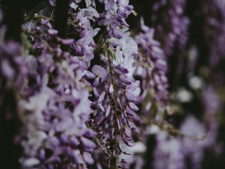 a close - up s of purple flowers