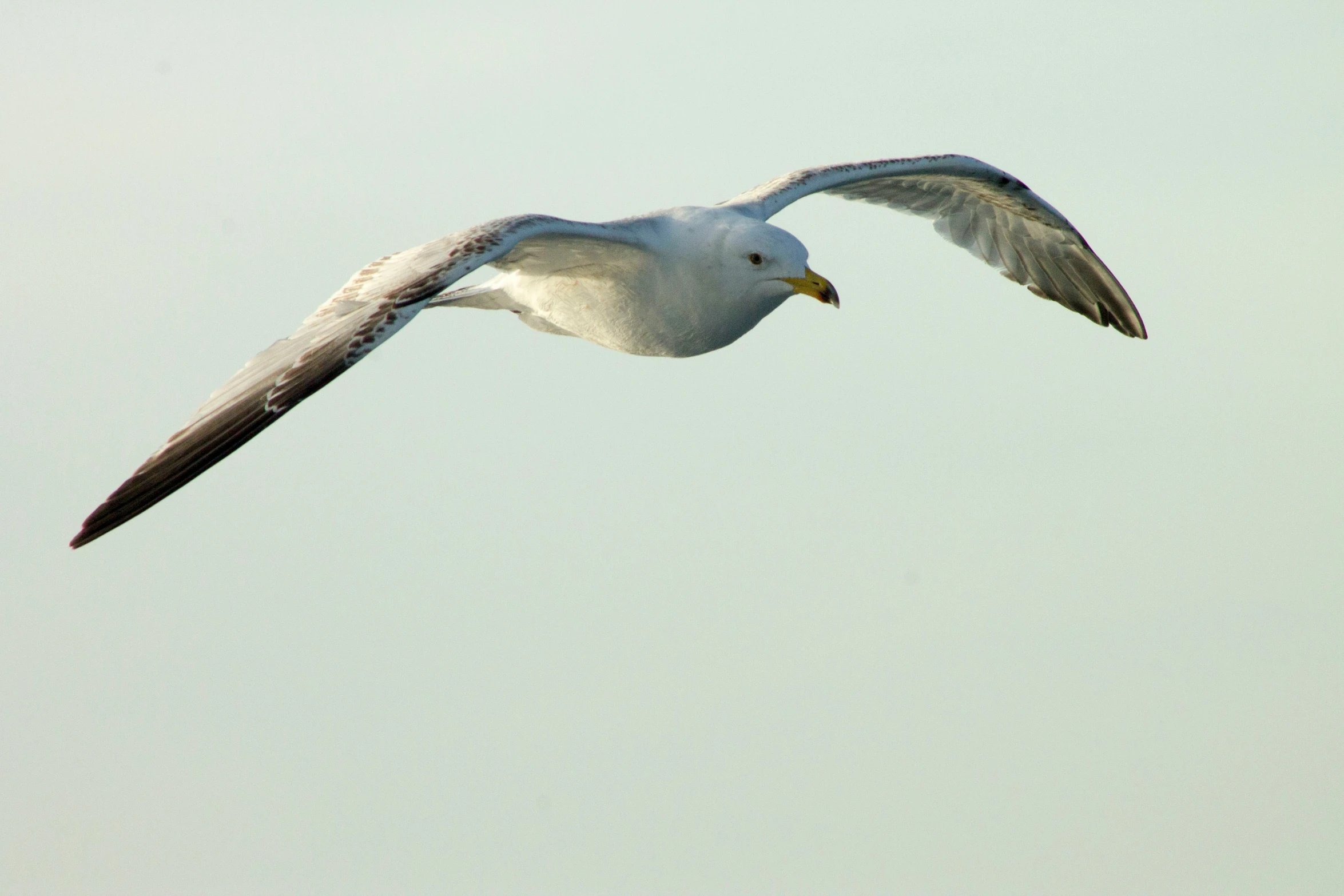 the white and black bird is flying through the air