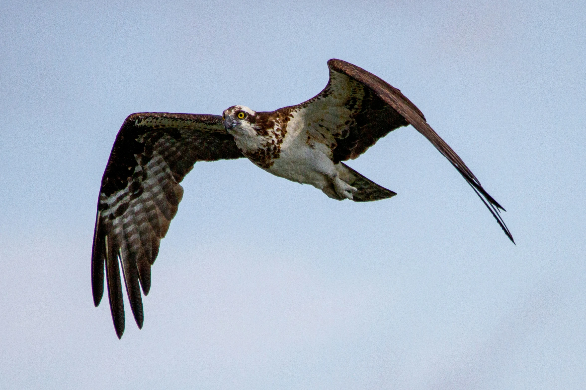 a bird is flying in the sky with wings spread