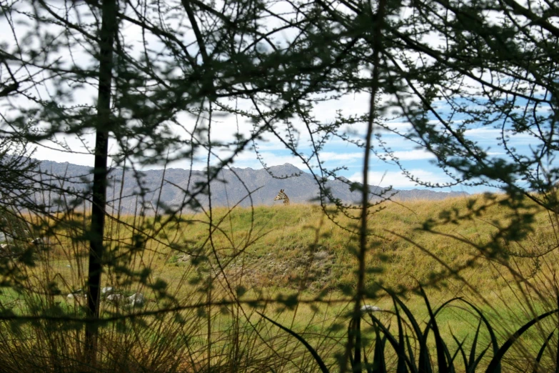 a giraffe standing in a grassy field surrounded by trees