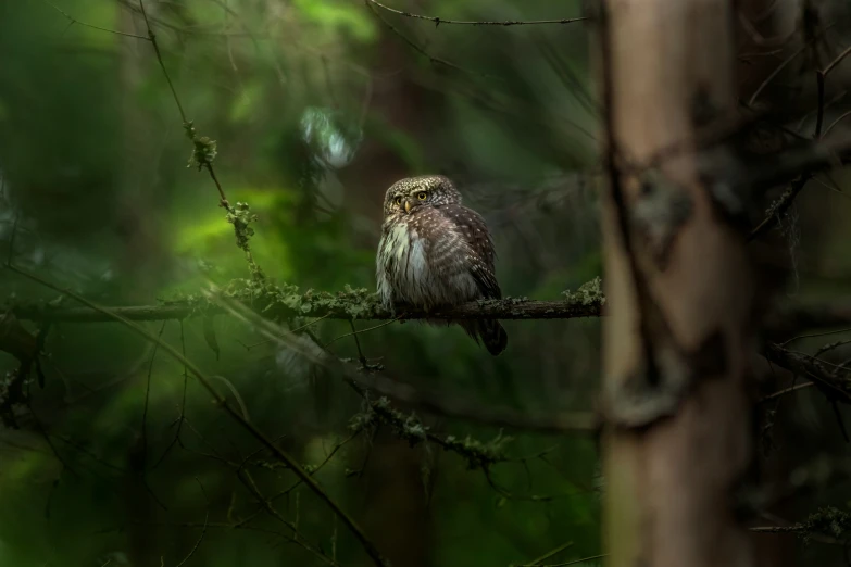 a close up of a small owl sitting on a tree nch